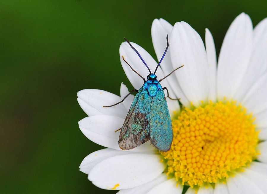 La vita in un fiore - seconda parte